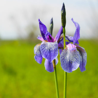 Fleur de Lis