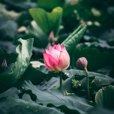 Nefertem & The Lotus Flower Legend